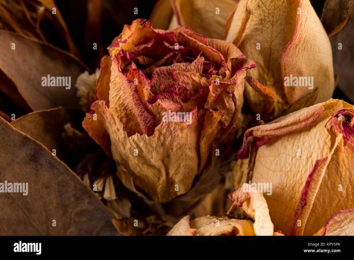 Roses drying crafty